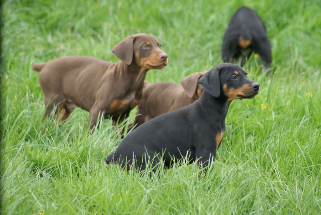 Du Jardin De Caillot - Chiots dob marron et feu et noir et feu