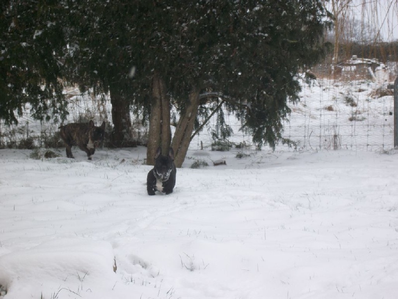 Google espelette Du Jardin De Caillot