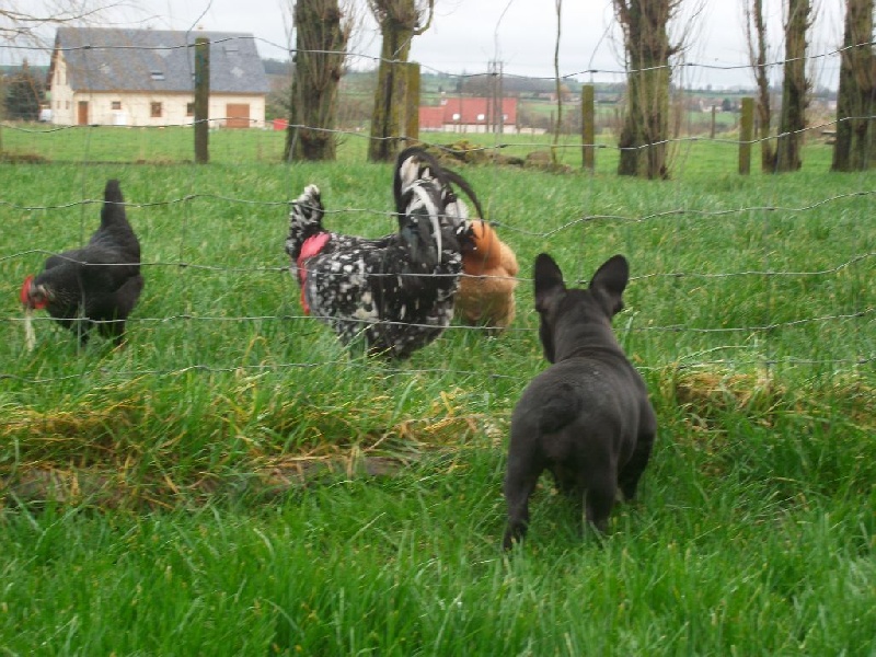 Google espelette Du Jardin De Caillot