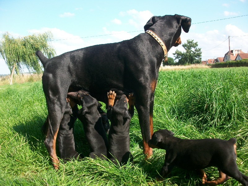 Du Jardin De Caillot - Dobermann - Portée née le 17/08/2013