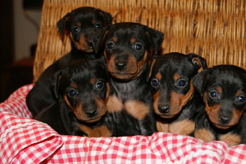 Du Jardin De Caillot - Pinscher nain - Portée née le 10/04/2016