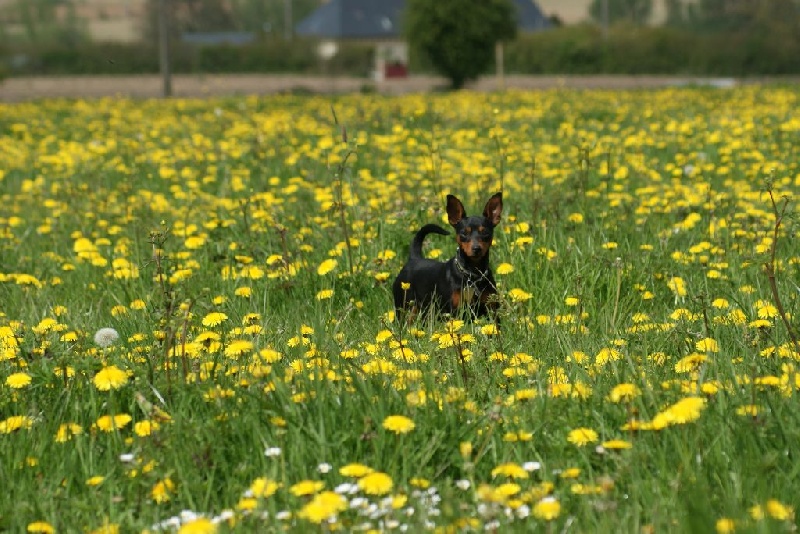 Du Jardin De Caillot - Pinscher nain - Portée née le 29/01/2015