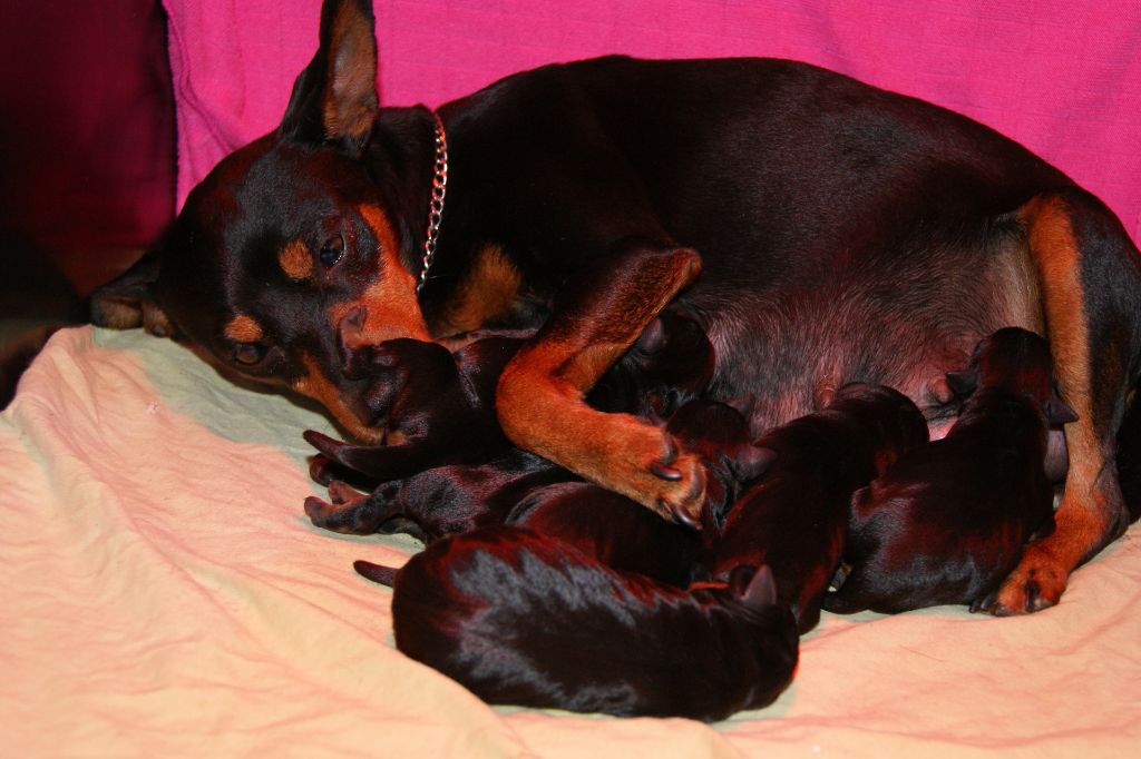 Du Jardin De Caillot - Pinscher nain - Portée née le 21/05/2017