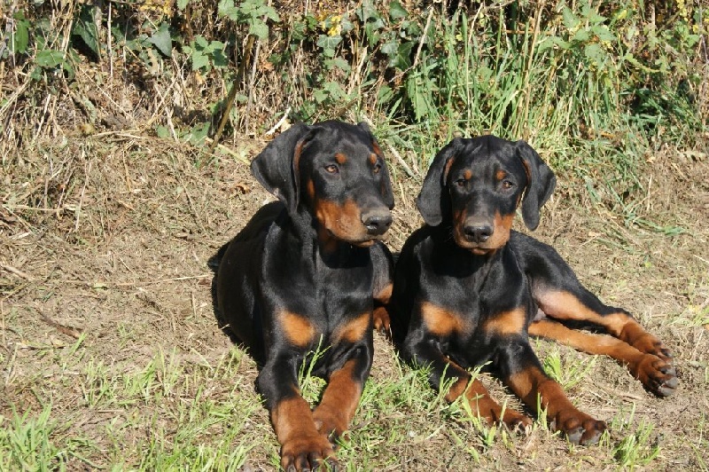 Du Jardin De Caillot - Dobermann - Portée née le 11/07/2015