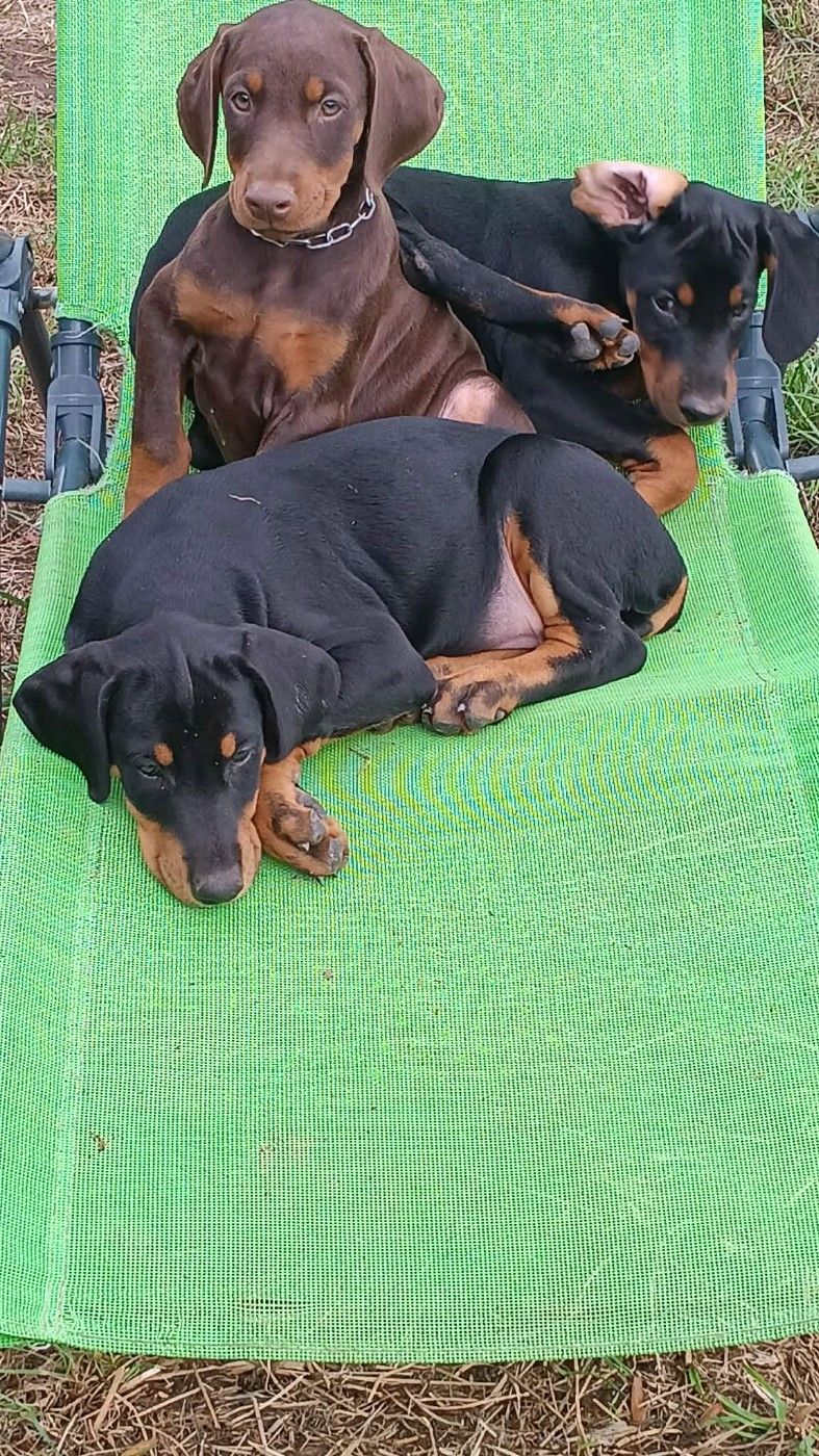 chiots doberman noir et feu marron et feu disponible