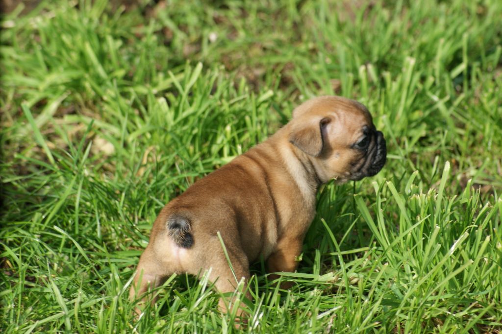 Du Jardin De Caillot - Chiots disponibles - Bouledogue français