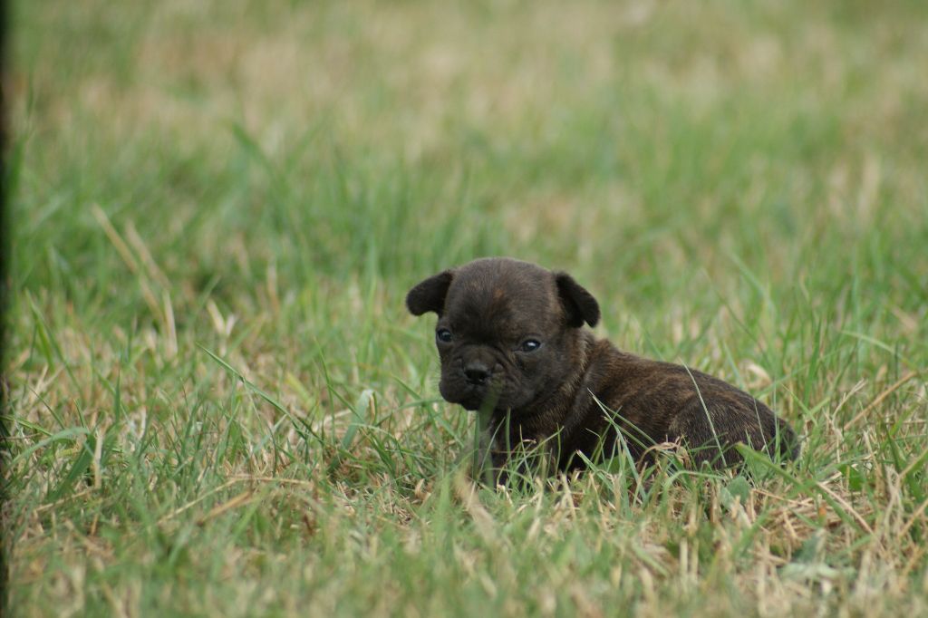 Du Jardin De Caillot - Chiots disponibles - Bouledogue français