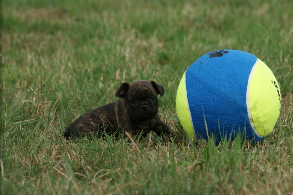 Du Jardin De Caillot - Chiots disponibles - Bouledogue français