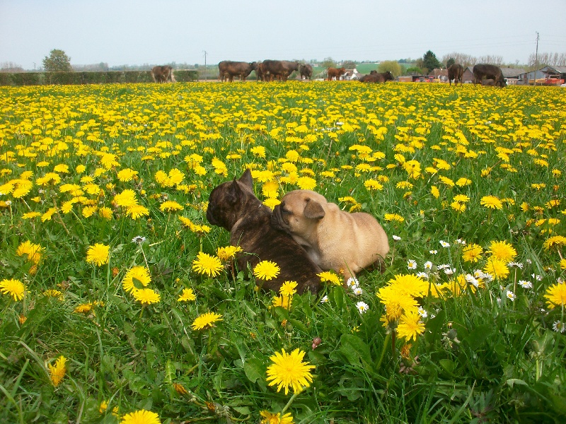 Chiot Bouledogue français Du Jardin De Caillot