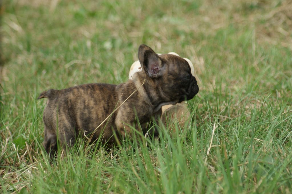 Du Jardin De Caillot - Chiots disponibles - Bouledogue français