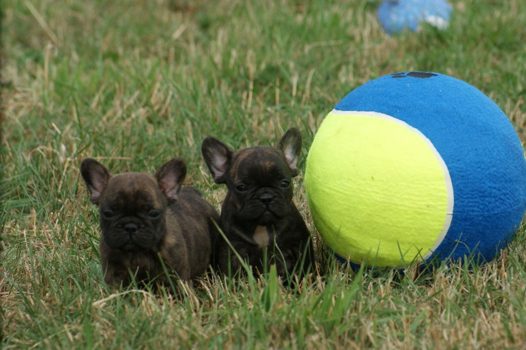 Du Jardin De Caillot - Chiots disponibles - Bouledogue français