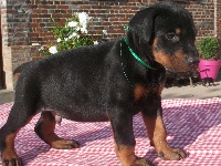 CHIOT
