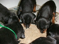 CHIOT