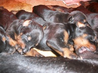 CHIOT