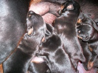 CHIOT