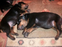 CHIOT