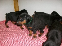 CHIOT