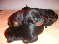 CHIOT
