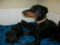 CHIOT