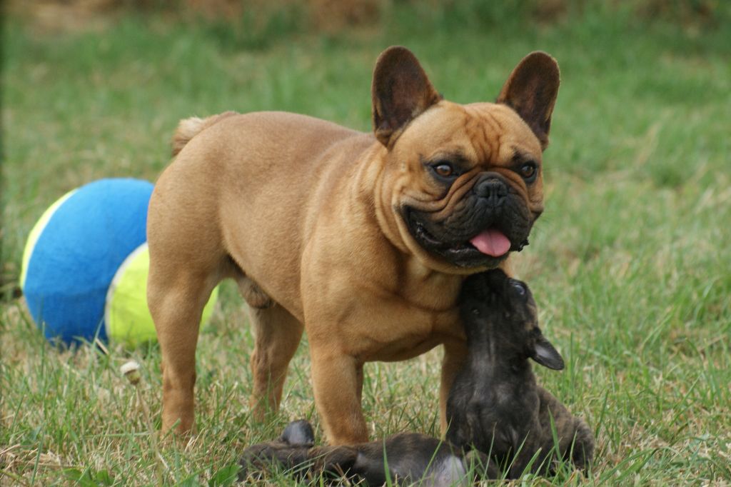 Du Jardin De Caillot - Chiots disponibles - Bouledogue français