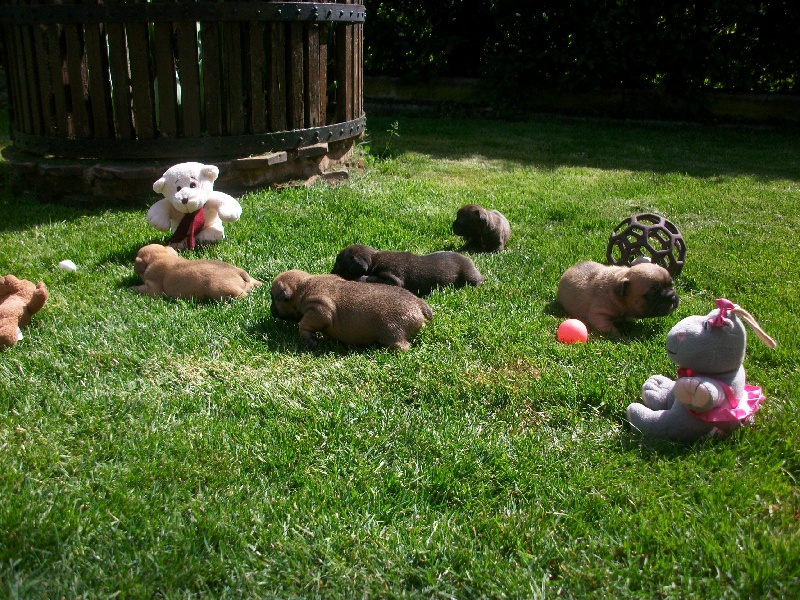 Chiot Bouledogue français Du Jardin De Caillot