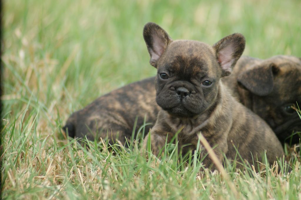 Du Jardin De Caillot - Chiots disponibles - Bouledogue français