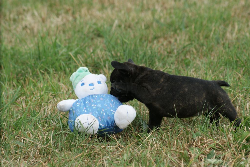 Du Jardin De Caillot - Chiots disponibles - Bouledogue français